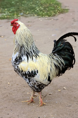 Colorful Rooster.