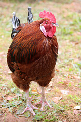 Colorful Rooster.