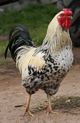 Colorful Rooster.