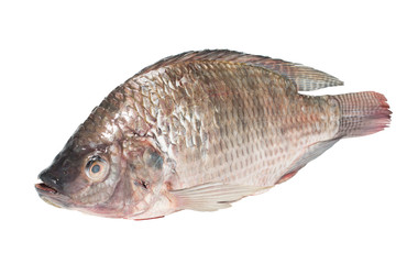fresh tilapia fishes isolate on white