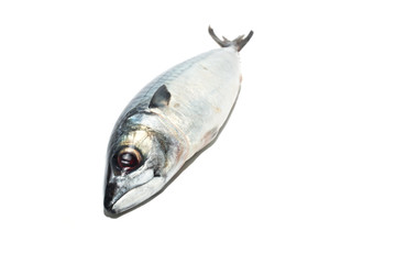 Fresh fish Mackerel, tuna, saba, on a white background