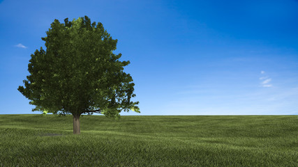 Bright sunset over green field