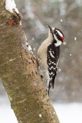 Downy Woodpecker in Snow