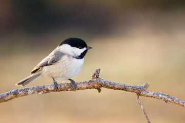 Obraz premium Carolina Chickadee
