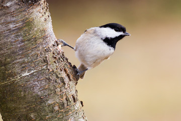 Fototapeta premium Carolina Chickadee Hanging Out