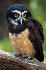 Spectacled owl