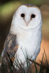 British Barn Owl