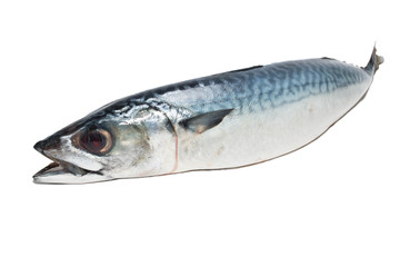 Fresh fish Mackerel, tuna, saba, on a white background