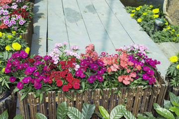 Flowers agriculture