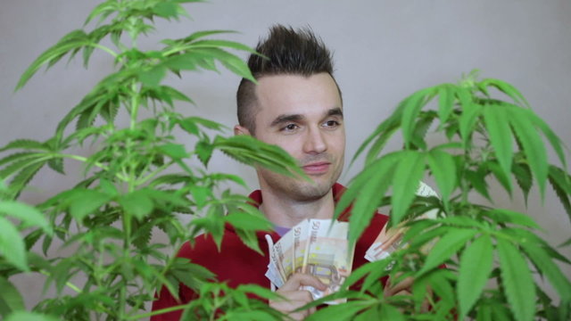 Young happy man with Cannabis plants enjoying Euro banknotes.