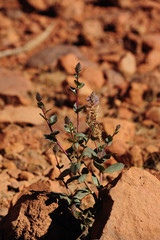 Native Australian Desert Plant