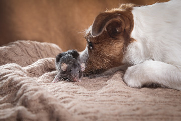 brown domestic rat and dogs Jack Russell Terrier