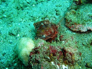 Lion fish took underwater off Manado