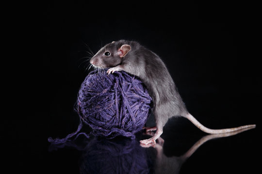 brown  domestic rat on a black background