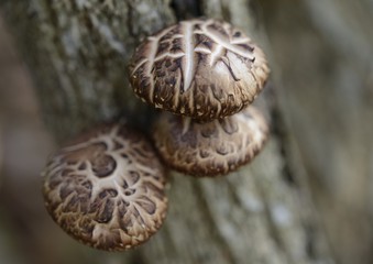 原木の椎茸