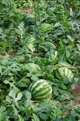 Watermelon crop