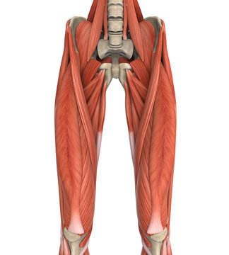Upper Legs Muscles Anatomy