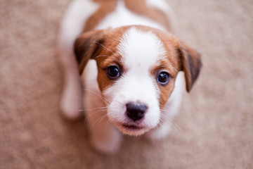 puppy Jack Russell Terrier © Anna Averianova