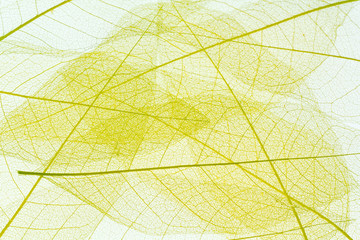 Fototapeta na wymiar fond de feuilles transparentes