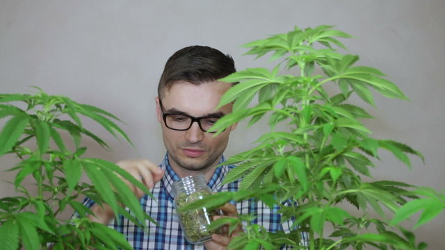 Salesman checking Marijuana product