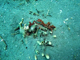 Decorator Crab