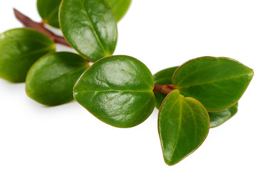 Fototapeta na wymiar Medicinal herb isolated on white background