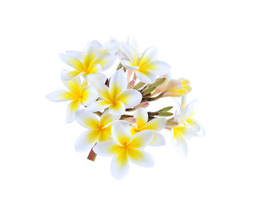 Fototapeta na wymiar frangipani flower isolated white background