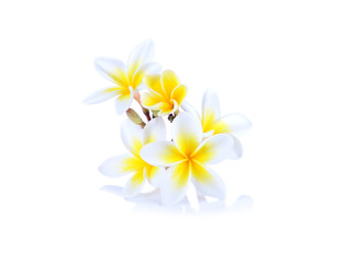 Obraz na płótnie Canvas frangipani flower isolated white background