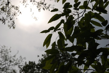 나뭇가지이미지