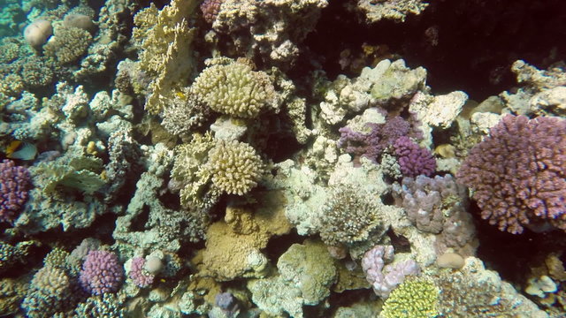 Fish swim among corals in the Red Sea - Egypt
