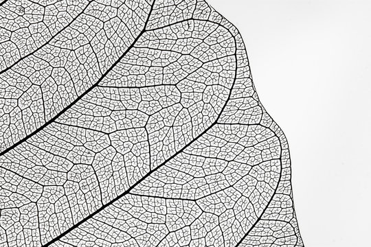structure of leaf