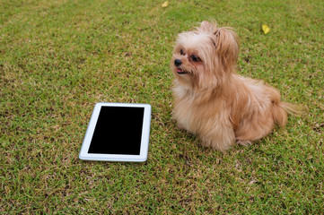 Small Dog with Tablet