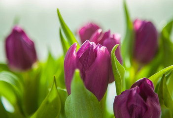 Beautiful purple tulips