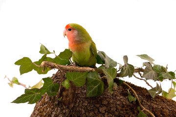 oiseau inséparable roséicolis - lovebird