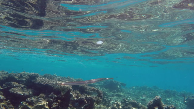 Smooth Cornetfish (Fistularia commersonii) in Red Sea, Egypt.