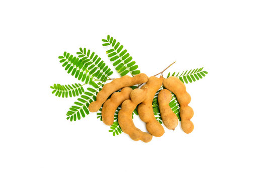 Tamarind with leaf isolated