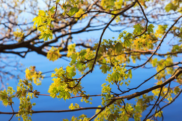 Maple flower in spring