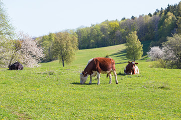 Fototapeta na wymiar Cows grazing in the meadow