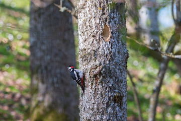 Great spotted woodpecker