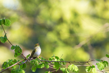 Fototapeta premium Green Warbler singing