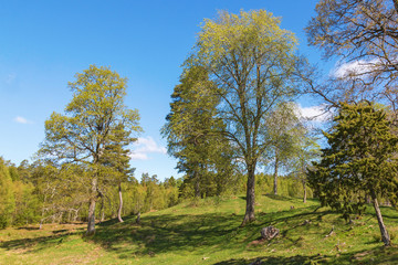 Fototapeta na wymiar Pasture with trees at spring