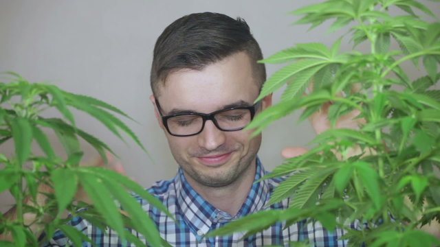 Crazy stoned geek grimacing and enjoying Cannabis plants.