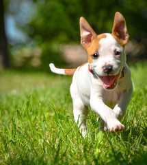 Cute Stafford puppy running on field - 79009125