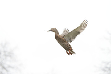 Mallard, Anas platyrhynchos