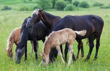 Naklejka na ściany i meble Horses and foals eat a grass on a summer pasture