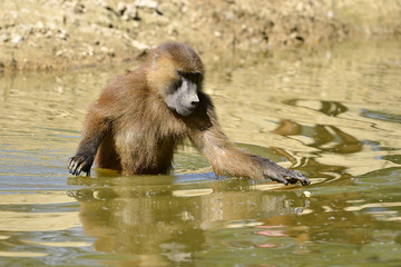 Guinea baboon in water