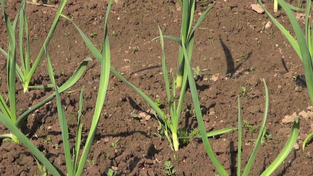green garlic sprouts in spring farm garden