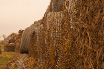 Bales straw natural animal