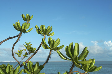 모리셔스이미지