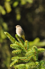 Black redstart